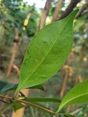 Syzygium formosanum