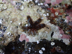 Coscinasterias tenuispina