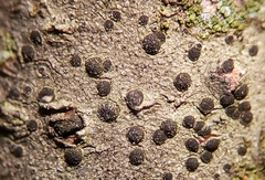 Amandinea dakotensis