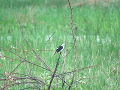 Fluvicola albiventer