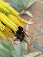 Bombus terrestris canariensis