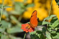 Dryas iulia moderata