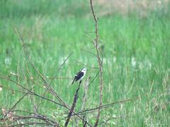 Fluvicola albiventer