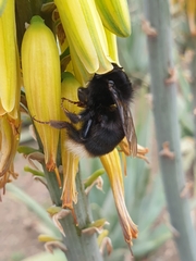 Bombus terrestris canariensis