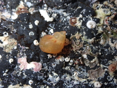 Tricolia pullus