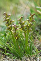 Chamorchis alpina