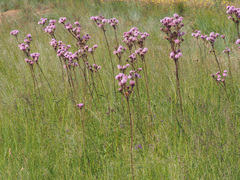 Campuloclinium macrocephalum