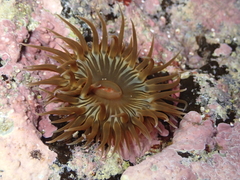 Anemonia sargassensis