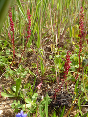 Rumex acetosella