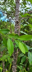 Zanthoxylum schreberi