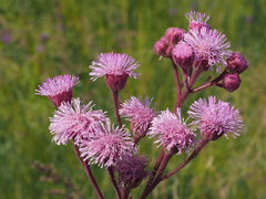 Campuloclinium macrocephalum