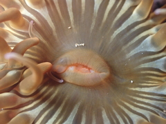 Anemonia sargassensis