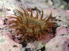 Anemonia sargassensis