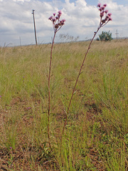 Campuloclinium macrocephalum