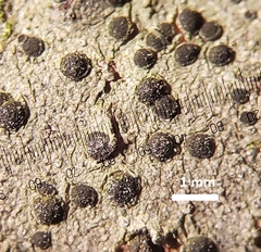 Amandinea dakotensis