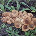 Armillaria solidipes - Photo (c) pinonbistro,  זכויות יוצרים חלקיות (CC BY-SA), הועלה על ידי pinonbistro