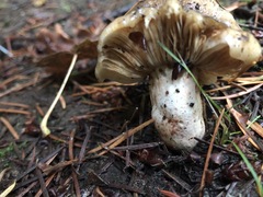 Russula occidentalis
