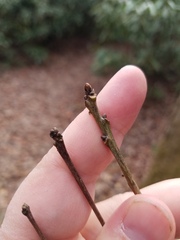 Disholcaspis globosa