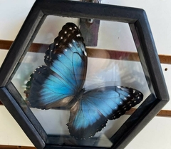 Morpho