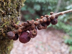 Disholcaspis globosa