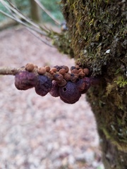 Disholcaspis globosa