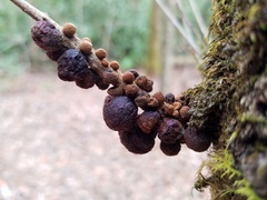 Disholcaspis globosa