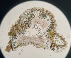 Amandinea dakotensis