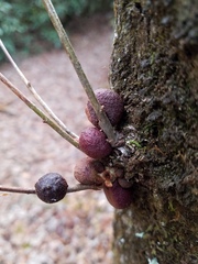 Disholcaspis globosa