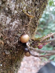 Disholcaspis globosa