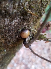 Disholcaspis globosa