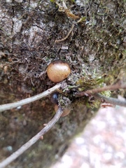 Disholcaspis globosa