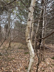 Betula