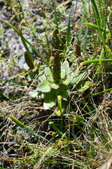Orostachys maximowiczii