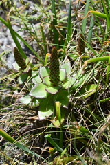 Orostachys maximowiczii