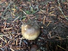 Russula occidentalis
