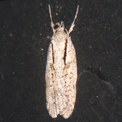 Izatha attactella