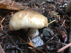 Russula occidentalis
