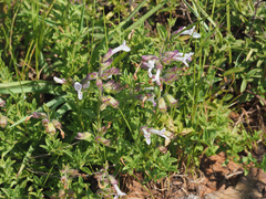 Syncolostemon pretoriae