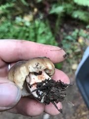 Russula occidentalis