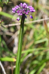 Allium spirale