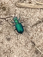 Cicindela scutellaris