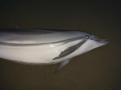 Stenella coeruleoalba