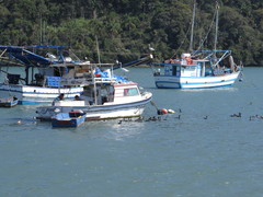 Nannopterum brasilianum