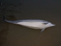 Stenella coeruleoalba