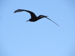 Fregata magnificens