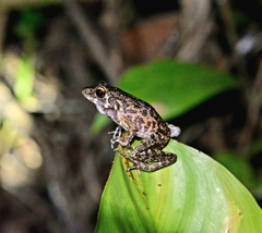 Pulchrana