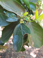 Beilschmiedia berteroana
