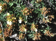 Teucrium montanum