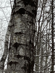 Populus tremuloides