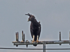 Lophaetus occipitalis